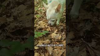WILLIAM THE CHIHUAHUA #bjork #isobel #dogs #chihuahua