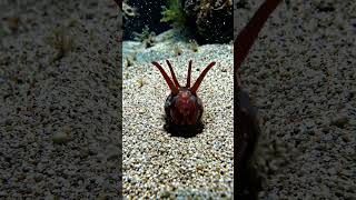 Bobbit Worm – hides in sand and attacks lightning-fast