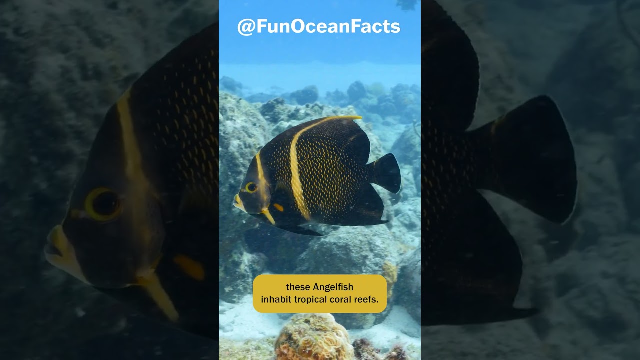 French Angelfish