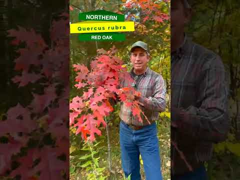 Video: Pin Oak Information - Tipps für den Anbau von Pin Oaks in Landschaften