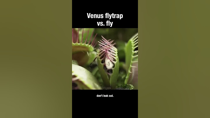 Venus flytrap vs fly #venusflytrap #carnivore #plants #truefacts