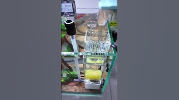 lọc váng đa năng thế hệ mới nhà sobo #guppyxanhvn #guppyxanh #channa #cacanh #thuysinh