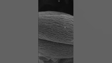 Pollen grains under SEM #science #microscope #electronmicroscope