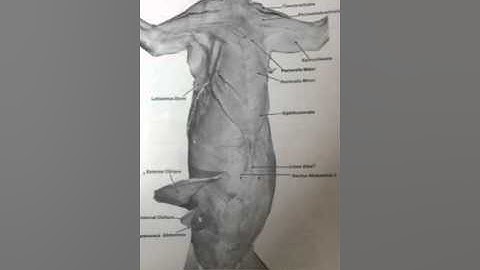 Ventral Cat Dissection