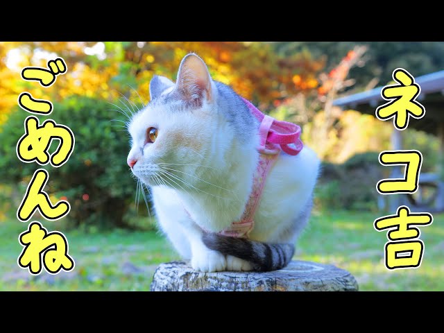 -愛と幸福を置く猫- A stray cat transformed into a beautiful cat. We celebrated