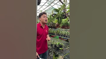 Tưới nước cho Lan sao cho đúng cách mà không phải anh chị nào cũng biết !!