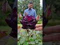 काला-नीला गुलाब 🌹😱 इतना दुर्लभ कि यकीन नहीं होगा!