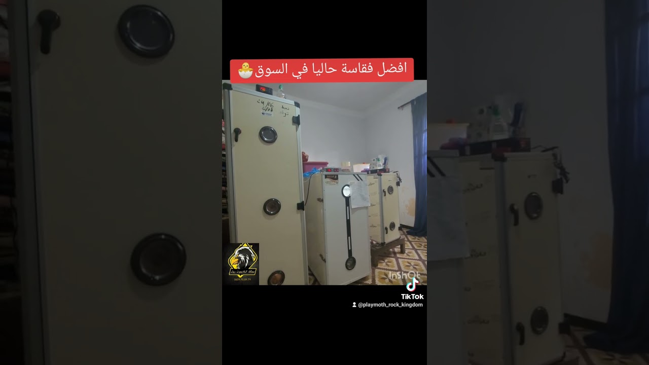 #افضل_فقاسة_في_الجزائر_حاليا✅🐣