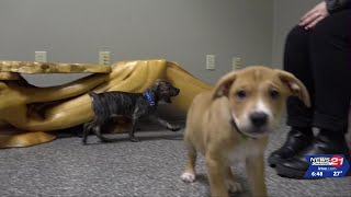 Furry Friends: Five cute Australian Shepherd puppies