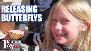 1 Minute Moment - Butterfly Releasing - Painted Ladies - Caterpillar Hatching