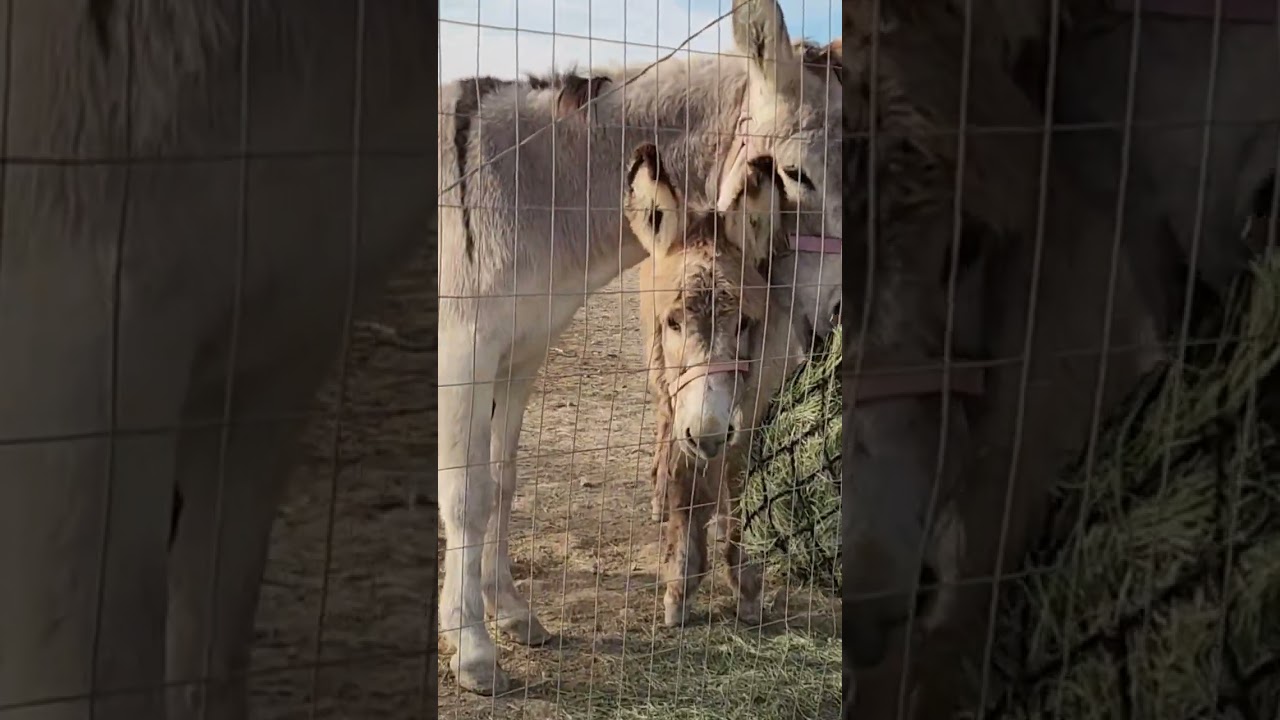 Рынок Долины Смерти с ослами из Парампа 