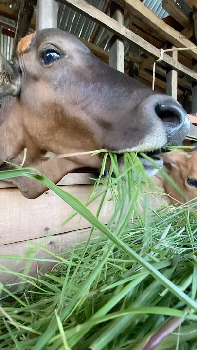 Sapi makan rumput