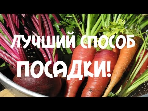 Лучший способ посадки моркови и свеклы. 100% всхожесть из семян.