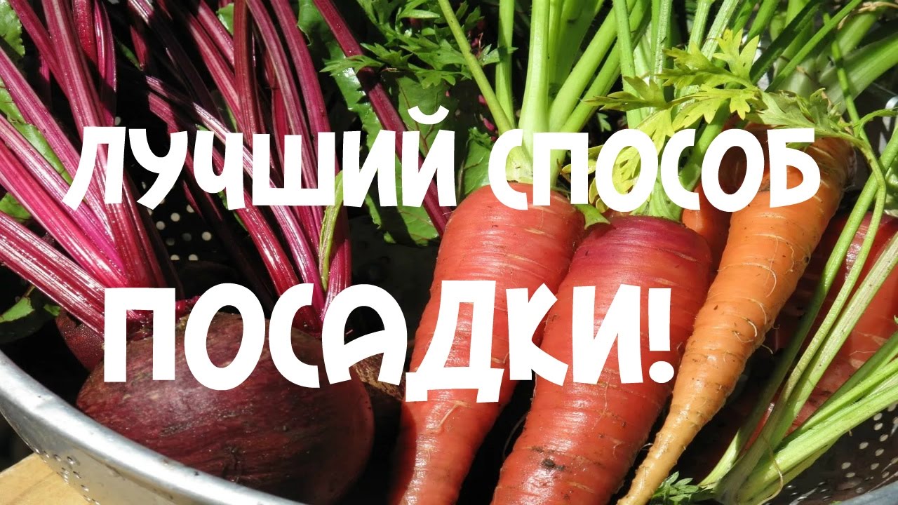Лучший способ посадки моркови и свеклы. 100% всхожесть из семян.