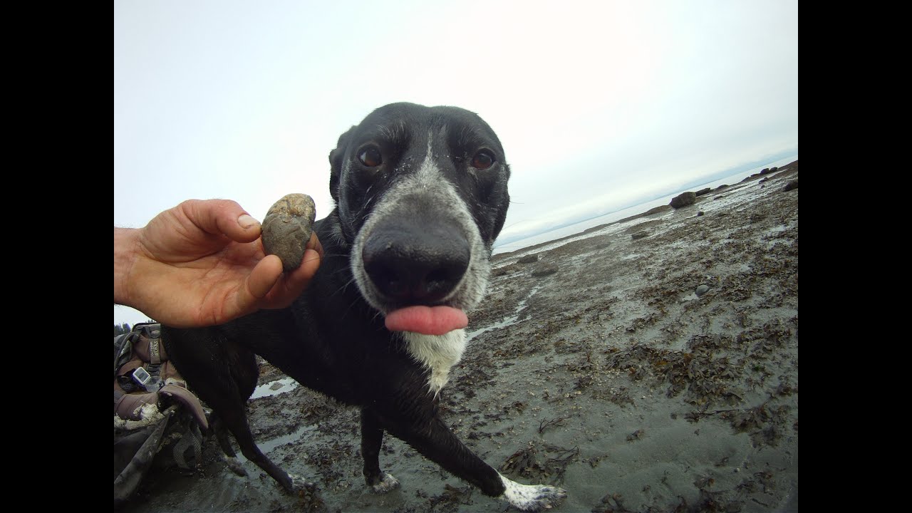 Skippy And Tess Licks Freaky Eocene Rare Fossil Find