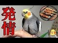 発情オカメインコついに床を卒業
