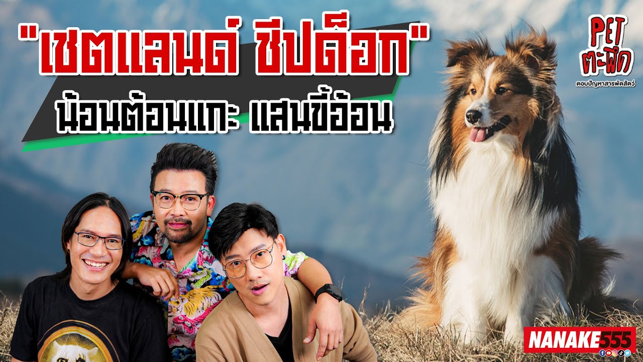 "เชตแลนด์ ชีปด็อก" น้อนต้อนแกะ แสนขี้อ้อน| #Petตะพึด