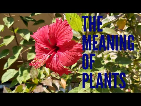 Hibiscus - The Meaning of Plants