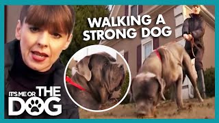 How To Walk A Dog | It's Me Or The Dog