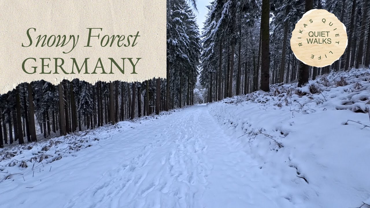 Quiet Walks | Winter Walk Through the Forest | 4K