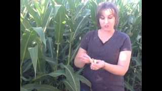How is Corn Pollinated?