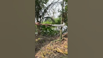 Tôi làm con dao quắm phát rẫy bằng thép áo bi tàu thủy chặt cây như chặt chuối vậy