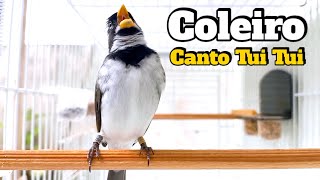 COLEIRO tuí tuí ROQUEADO canto tuí tuí Esquenta Coleiro tui tui