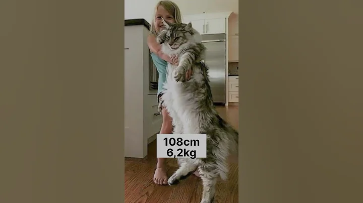 How big is Maine Coon cat female?😱 - DayDayNews
