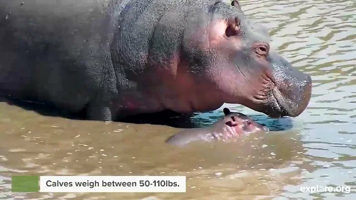 Mommy And Me | Hippo Gives Birth On Camera! - DayDayNews