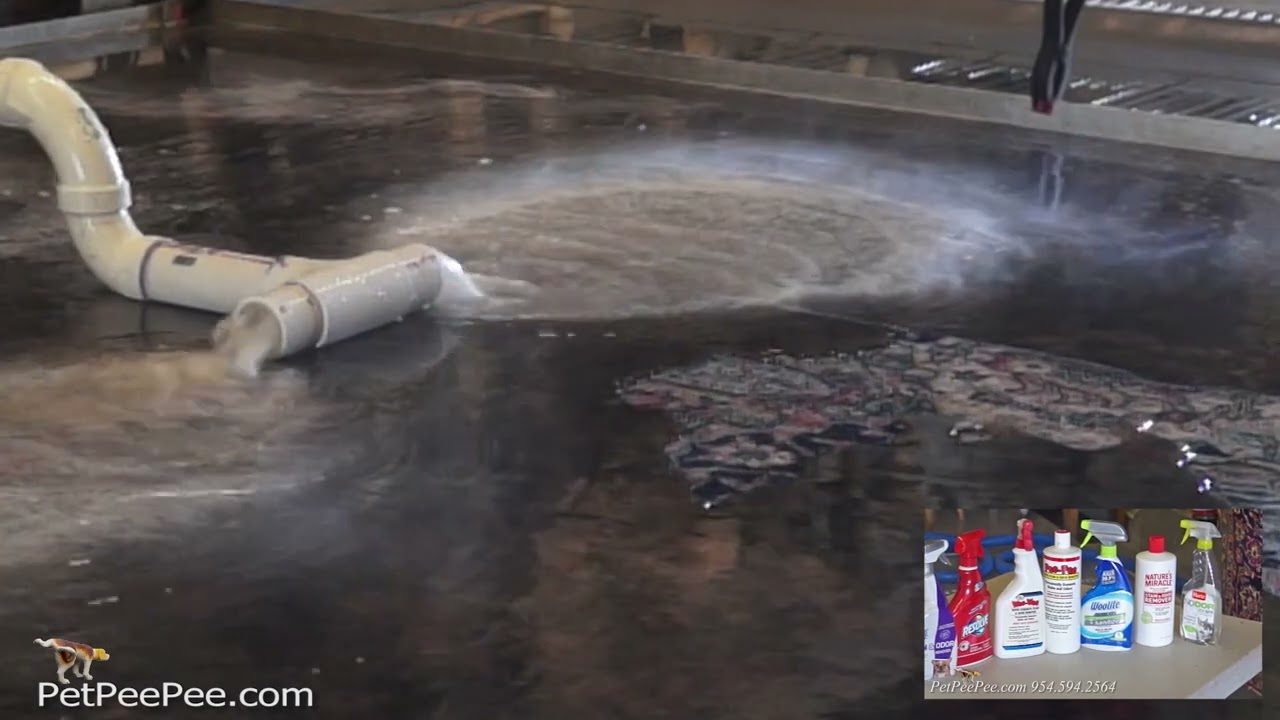 The Magic of cleaning a Pakistani carpet from urine odor