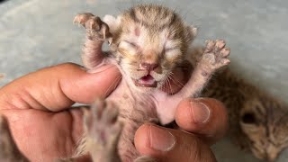 baby cats new born 🥰