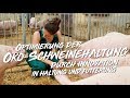 Öko-Schwein – Dieses Brandenburger Projekt hilft Bio-Landwirten