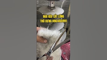 Mài kéo cắt lông chó mèo tại Hà Nội | Quang 3S #maikeo #maikeocatlongcho
