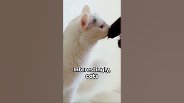 Feline Friendship: The Tail Tells All     #shorts  #reels