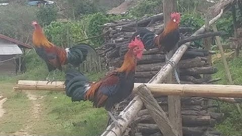 ncig saib qaib dib dua nawb