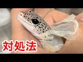 温浴を利用した脱皮不全の対処法（レオパ/初心者向け）