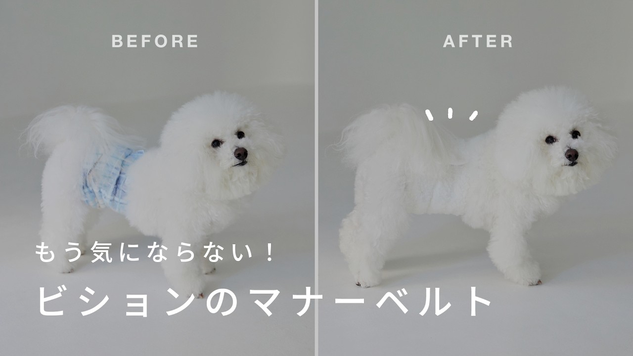 Bichon Manners Belt] For male Bichons | Peace of mind for dogs
