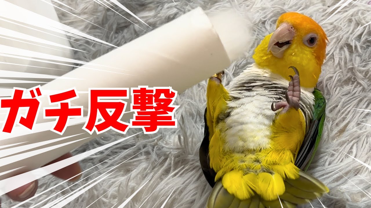 笑えますw】飛び出す猫じゃらしに興奮しまくるインコが可愛すぎです