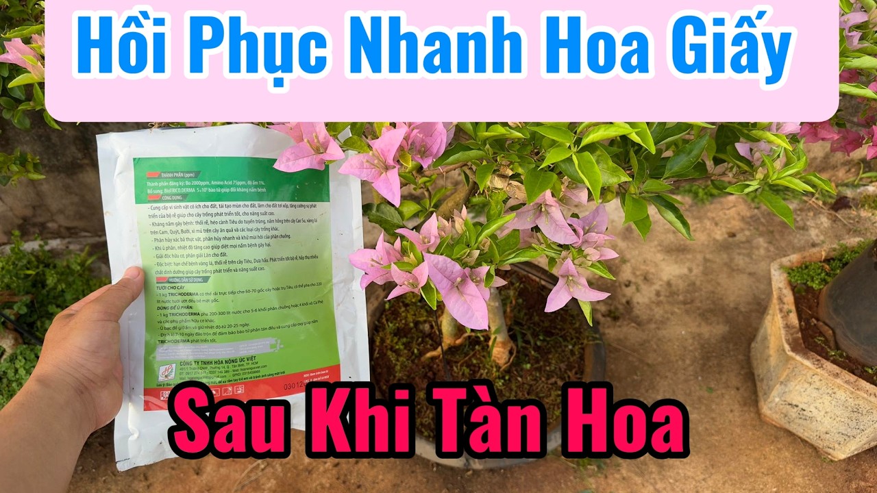 Phục Hồi Nhanh Hoa Giấy Sau Khi Chơi Hoa TẾT ???