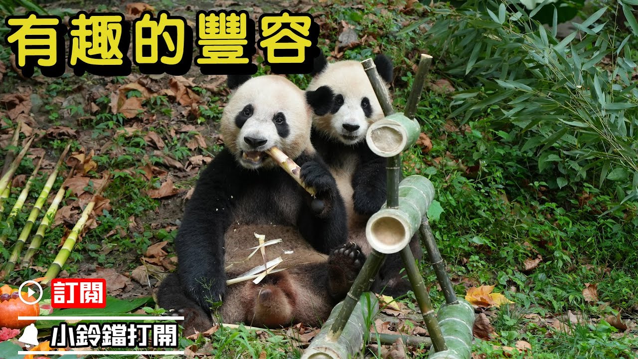 《熊貓Top榜》364期 萌寶趣享豐容日 | iPanda熊貓頻道