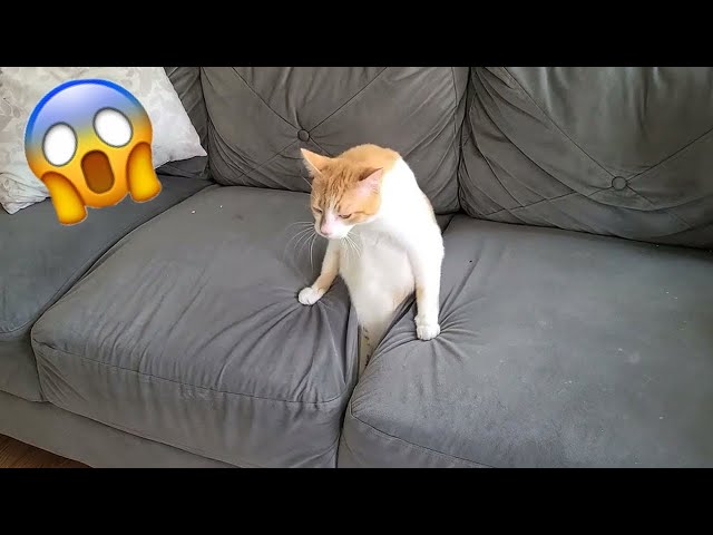 You Laugh You Lose 🤣 Funniest Cats and Dogs 2024 😸🐶 Part 27 class=