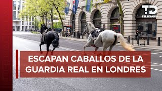 Dos de los caballos militares que se escaparon y corrieron por Londres están graves