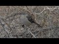 Northern mockingbird mimus polyglottos  perched