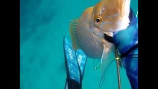 Spearfishing Japan GoPro