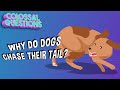 Why Do Dogs Chase Their Tails?