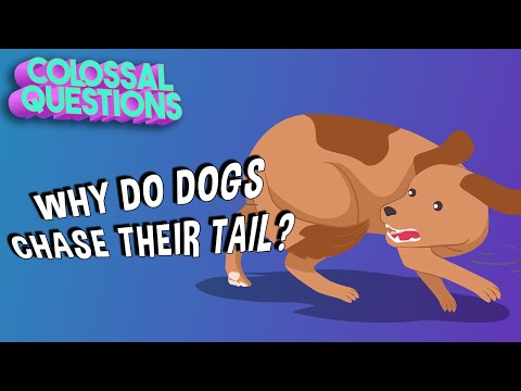 Video: 5 Things Dogs Chase in Why