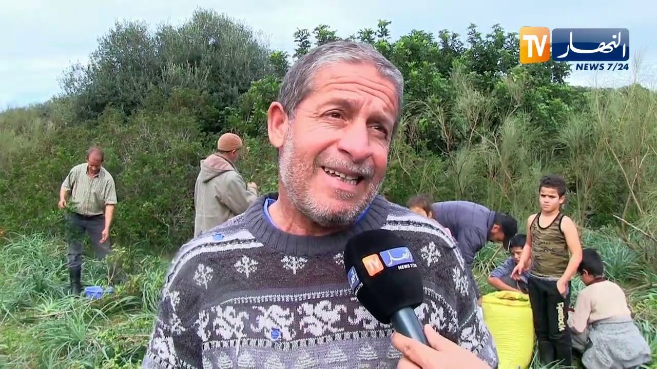 جيجل: عز الدين..  و رحلة البحث عن نبتة الضرو