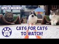 Catss for cats to watch with sound  epic 3 hours  cats playing  entertainment for cats