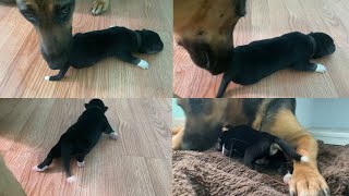 6 Day Old Puppy Dodger Trying To Walk | Daily Check On Collars To Make Sure They Are Not To Tight