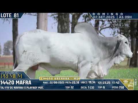 LOTE 81